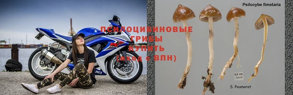 крисы Апатиты